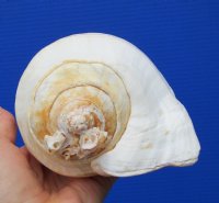 7-1/4 by 5-1/4 inches Beautiful Eastern Pacific Giant Conch Shell for Sale - Buy this hand picked one for $22.99 