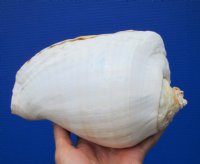 7-1/4 by 5-1/4 inches Beautiful Eastern Pacific Giant Conch Shell for Sale - Buy this hand picked one for $22.99 