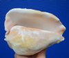 7-1/4 inches Eastern Pacific Giant Conch Shell for Sale - Buy this hand selected shell for $22.99