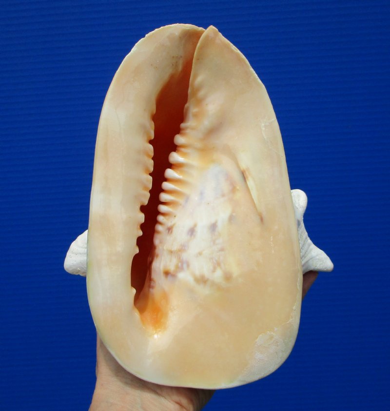 8 by 6-3/4 inches Genune Cassis Cornuta Shell for Sale, Horned Helme