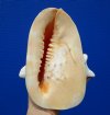 8 by 6-3/4 inches Genune Cassis Cornuta Shell for Sale, Horned Helmet - Buy this one for $19.99
