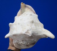 8 by 6-3/4 inches Genune Cassis Cornuta Shell for Sale, Horned Helmet - Buy this one for $19.99