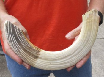 17 inches Authentic Curved Hippo Tusk, Hippo Ivory, 1.50 pounds, 11-3/4 inches solid  (CITES 300162) for $187.99
