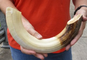 17 inches Authentic Curved Hippo Tusk, Hippo Ivory, 1.50 pounds, 11-3/4 inches solid  (CITES 300162) for $187.99