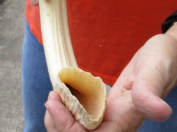 17 inches Authentic Curved Hippo Tusk, Hippo Ivory, 1.50 pounds, 11-3/4 inches solid  (CITES 300162) for $187.99