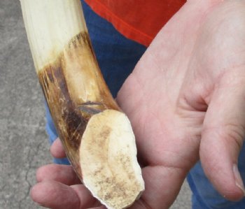 17 inches Authentic Curved Hippo Tusk, Hippo Ivory, 1.50 pounds, 11-3/4 inches solid  (CITES 300162) for $187.99