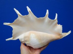 12-7/8 by 7-1/2 inches Giant Spider Conch Shell for $17.99