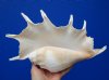 12-7/8 by 7-1/2 inches Gorgeous Giant Spider Conch Shell for Sale - Buy this hand picked shell for $17.99