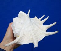 12-7/8 by 7-1/2 inches Giant Spider Conch Shell for $17.99