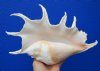 12 by 7-3/4 inches Beautiful Seba's Spider Conch Shell for Sale, Hand Selected - Buy this one for $17.99