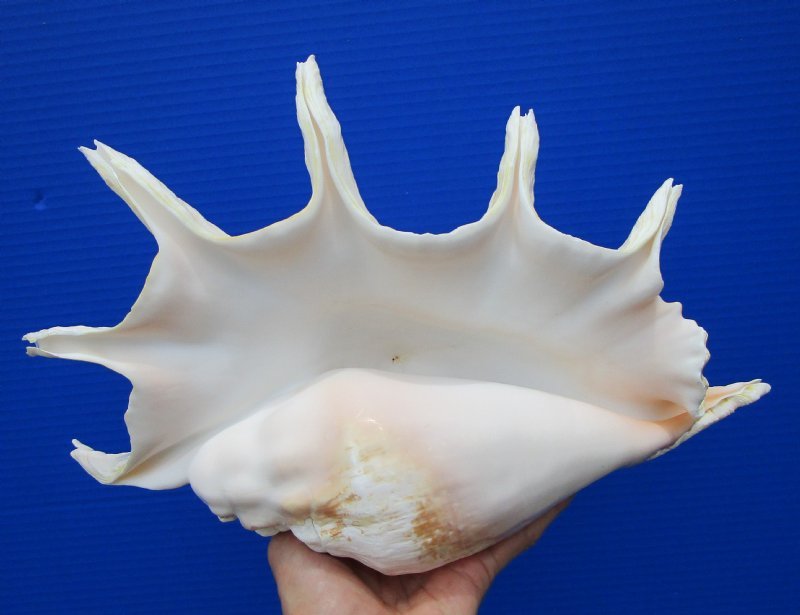 13 by 8-1/2 inches Beautiful Large Seba&rsquo;s Spider Conch Shell for Sale,