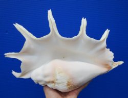 13 by 8-1/2 inches Beautiful Large Seba's Spider Conch Shell for Sale, hand selected - Buy this one for $19.99