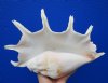 13 by 8-1/2 inches Beautiful Large Seba's Spider Conch Shell for Sale, hand selected - Buy this one for $19.99