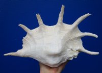 13 by 8-1/2 inches Beautiful Large Seba's Spider Conch Shell for Sale, hand selected - Buy this one for $19.99