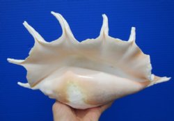 12 by 7-1/4 inches Seba's Spider Conch Shell for Sale, Hand Selected - Buy this one for $17.99