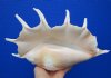 12 by 7-1/4 inches Seba's Spider Conch Shell for Sale, Hand Selected - Buy this one for $17.99