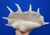 12 by 7-1/4 inches Seba's Spider Conch Shell for Sale, Hand Selected - Buy this one for $17.99