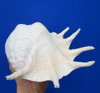 12 by 7-1/4 inches Seba's Spider Conch Shell for Sale, Hand Selected - Buy this one for $17.99