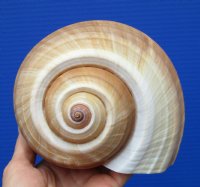 6-3/4 by 6 inches Tonna Galea Shell for Sale - Buy this hand selected shell for $10.99