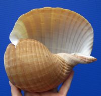 6-3/4 by 6 inches Tonna Galea Shell for Sale - Buy this hand selected shell for $10.99