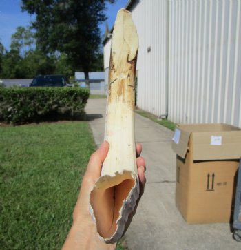 19 inches Authentic Curved Hippo Tusk, Hippo Ivory, 2 pounds, 9-1/2 inches Solid  (CITES 300162) for $249.99