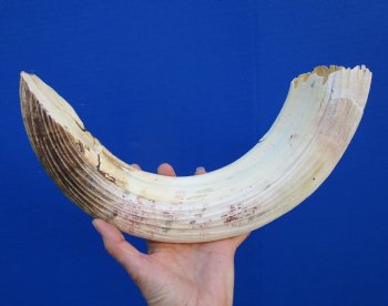 19 inches Authentic Curved Hippo Tusk, Hippo Ivory, 2 pounds, 9-1/2 inches Solid  (CITES 300162) for $249.99