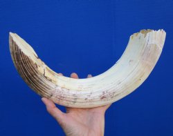 19 inches Authentic...