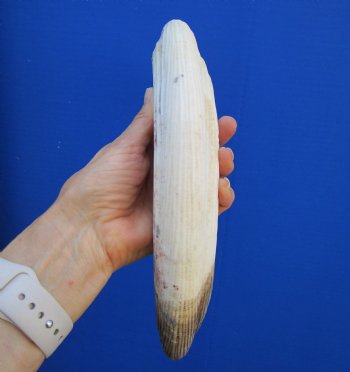 19 inches Authentic Curved Hippo Tusk, Hippo Ivory, 2 pounds, 9-1/2 inches Solid  (CITES 300162) for $249.99