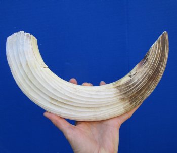 19 inches Authentic Curved Hippo Tusk, Hippo Ivory, 2 pounds, 9-1/2 inches Solid  (CITES 300162) for $249.99
