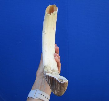 19 inches Authentic Curved Hippo Tusk, Hippo Ivory, 2 pounds, 9-1/2 inches Solid  (CITES 300162) for $249.99