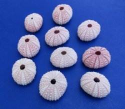 Pink Sea Urchin Shells for Sale <font color=red>Wholesale</font> 1-1/4 to 1-3/4 inches - Case of 1000 @ .18 each