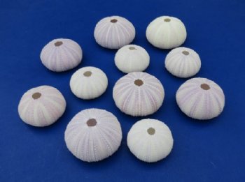 Purple Sea Urchin Shells for Sale in Bulk 1-3/4 to 2-1/8 inches - 12 @ .80 each; 60 @ .64 each