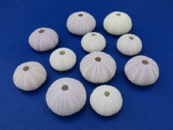 Purple Sea Urchin Shells for Sale in Bulk 1-3/4 to 2-1/8 inches - 12 @ .80 each; 60 @ .64 each