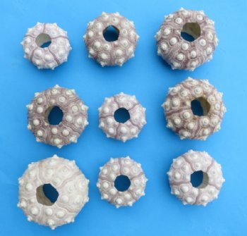 Denuded Sputnik Sea Urchins 1-3/4 to 3 inches - 12 @ $1.35 each; 24 @ $1.20 each 