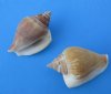 Strombus Canarium Conch Shells 1-1/4 to 2-1/2 inches - Case of 20 kilos (44 pounds) @ $2.40 a kilo
