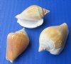 Small Strombus Canarium Conch Shells in Bulk, 1-1/4 to 2-1/2 inches - Packed: 2 kilos (4.4 pounds) @ $7.00 a bag; 3 bags @ $6.30 a bag