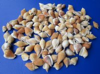 4.4 pounds bag Small Strombus Canarium Conch Shells in Bulk, 1-1/4 to 2-1/2 inches - $6.00 a bag; 3 bags @ $5.00 a bag