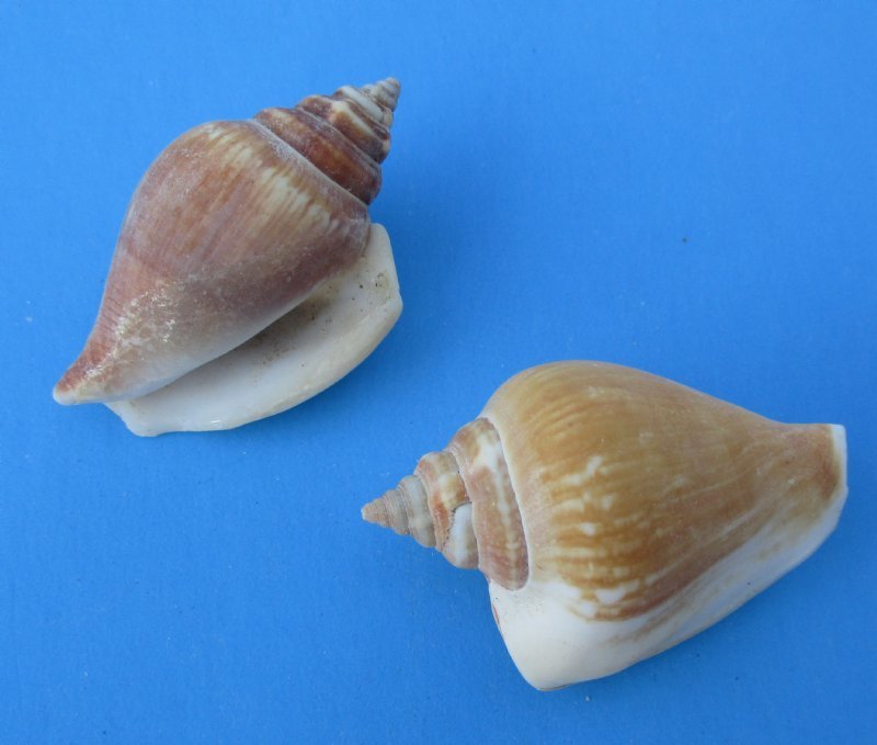 Small Strombus Canarium Conch Shells in Bulk 5.25 for 4.4 pounds