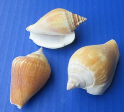 4.4 pounds bag Small Strombus Canarium Conch Shells in Bulk, 1-1/4 to 2-1/2 inches - $6.00 a bag; 3 bags @ $5.00 a bag