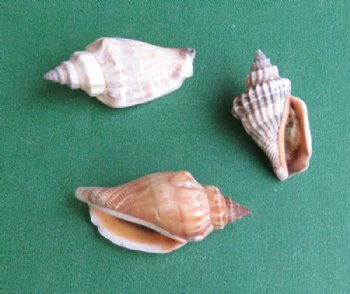 4.4 pounds Small Brown Chulla Strombus Conch Shells 1 to 1-1/2 inches - $5.40 a bag; 3 Bags @ $4.80 a bag