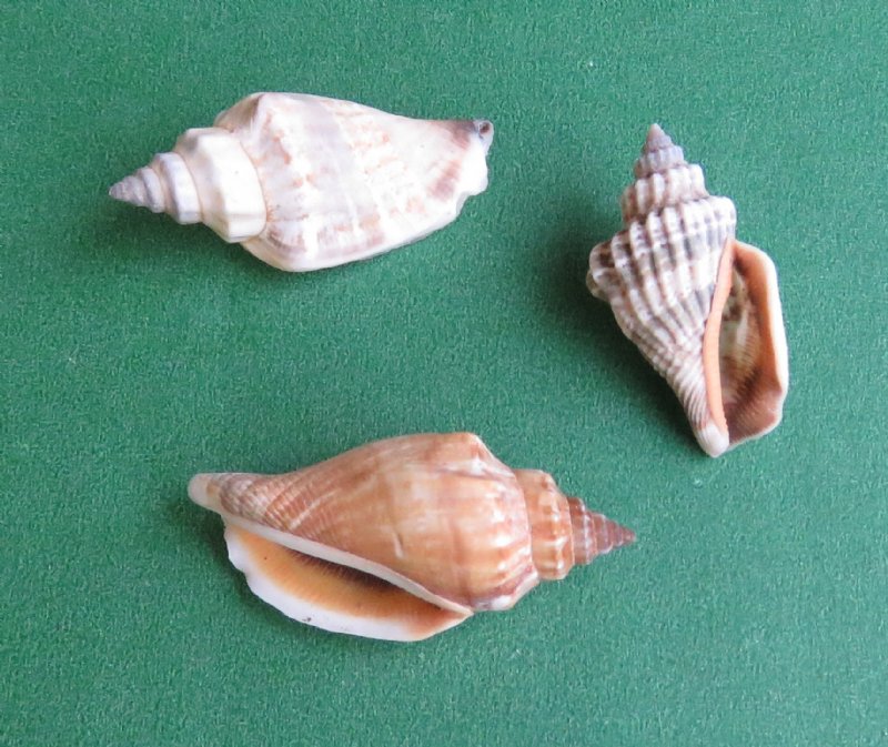 Brown Chulla Strombus Conch Shells for Sale 1 to 11/2 3.75 for 4.4 pounds
