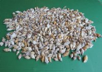 4.4 pounds Small Brown Chulla Strombus Conch Shells 1 to 1-1/2 inches - $5.40 a bag; 3 Bags @ $4.80 a bag