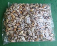 4.4 pounds Small Brown Chulla Strombus Conch Shells 1 to 1-1/2 inches - $5.40 a bag; 3 Bags @ $4.80 a bag