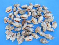 1-3/4 to 3 inches Small Diana Conch Shells <font color=red> Wholesale</font>  - Minimum 2 Cases of 20 kilos @ $2.25 a kilo 
