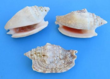 1-3/4 to 3 inches Small Diana Conch Shells in Bulk Case of 20 kilos @ $3.40 a kilo
