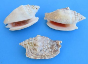 1-3/4 to 3 inches Small Diana Conch Shells <font color=red> Wholesale</font>  - Minimum 2 Cases of 20 kilos @ $2.25 a kilo 