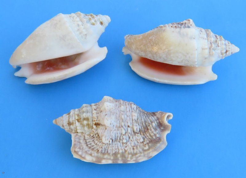 50 to 64 Small Diana Conch Shells in Bulk, 13/4 to 3 inches 3.00 a