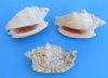 1-3/4 to 3 inches Small Diana Conch Shells in Bulk,  Strombus Aurisdiane Shells- Pack of 1 kilo (2.2  pounds) @ $5.00 a bag (50 to 64 shells per bag); Pack of 4 kilos (8.8 pounds) @ $4.00 a kilo bag