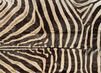 91 by 55 inches Authentic African Zebra Skin, Hide Rug, Black Felt Backing<font color=red> Gorgeous A Grade </font> - $1,200.00 (Requires Signature Upon Arrival)