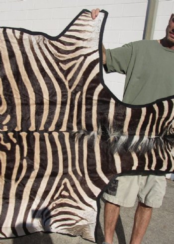 91 by 55 inches Authentic African Zebra Skin, Hide Rug, Black Felt Backing<font color=red> Gorgeous A Grade </font> - $1,200.00 (Requires Signature Upon Arrival)